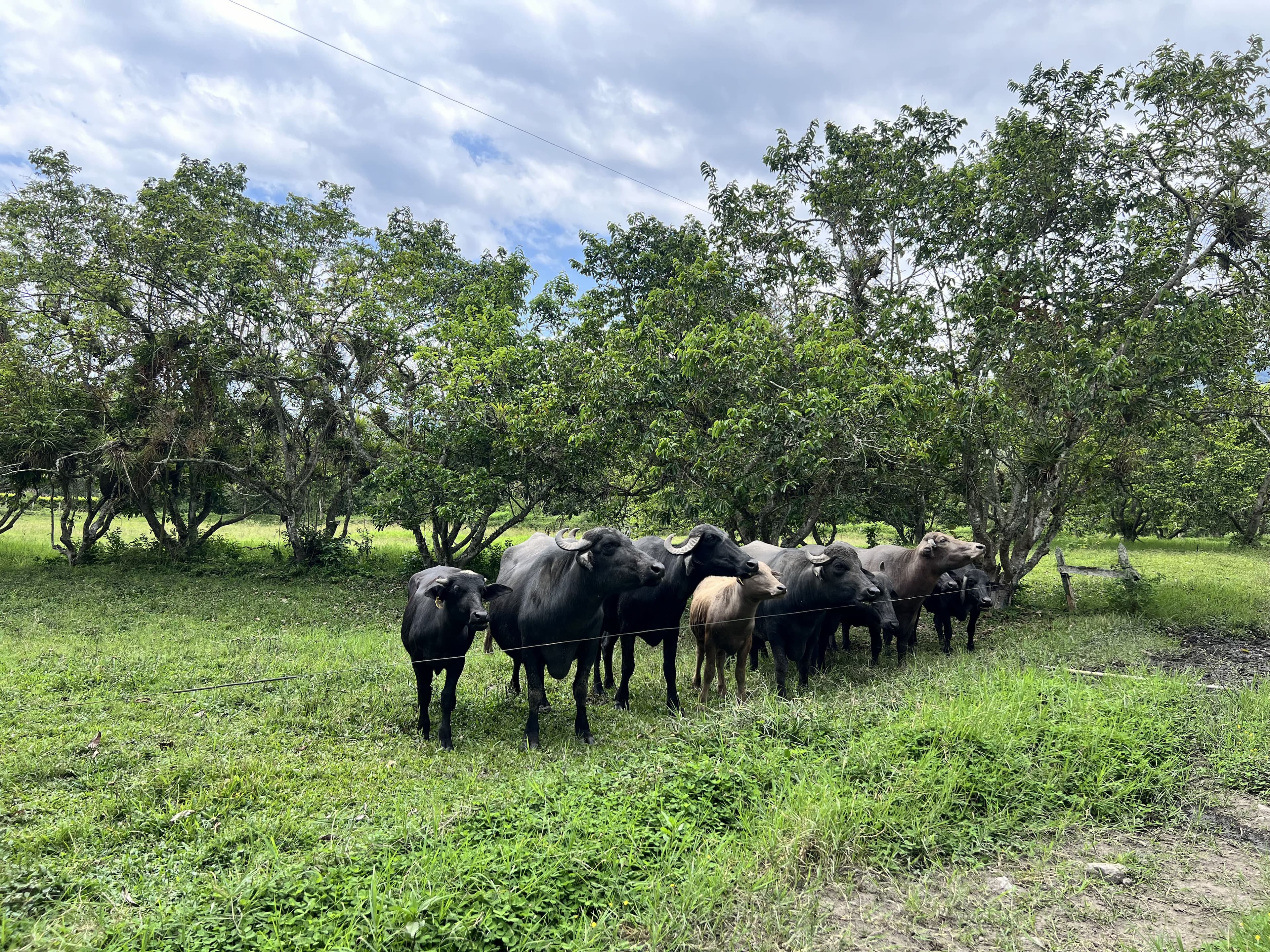 Buga: territorio de Aves, senderos de Guadua y contemplación de Búfalas. Basílica Señor de Los Milagros. Buga, Valle del Cauca, Colombia. 