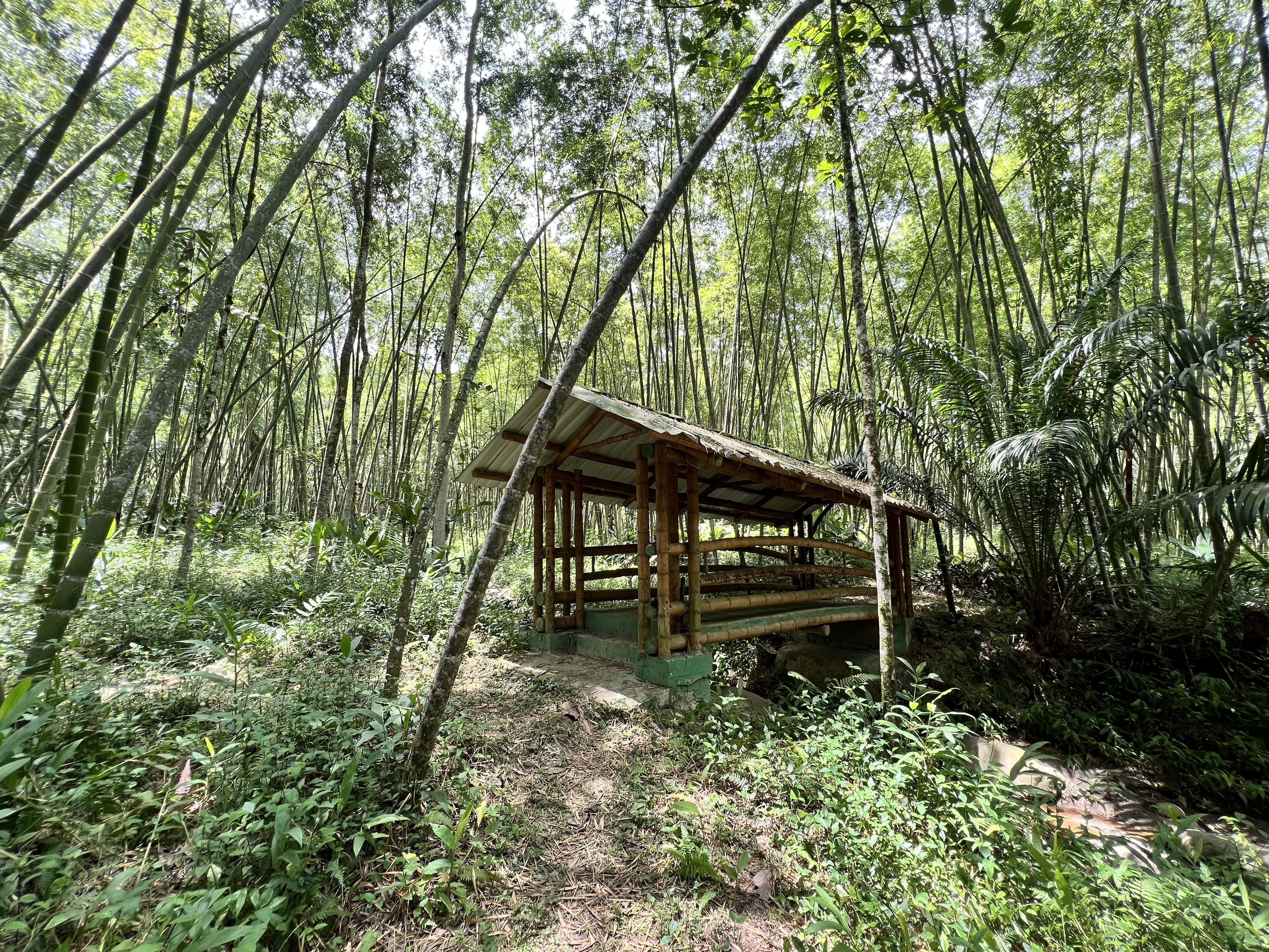 Buga: territorio de Aves, senderos de Guadua y contemplación de Búfalas. Basílica Señor de Los Milagros. Buga, Valle del Cauca, Colombia. 