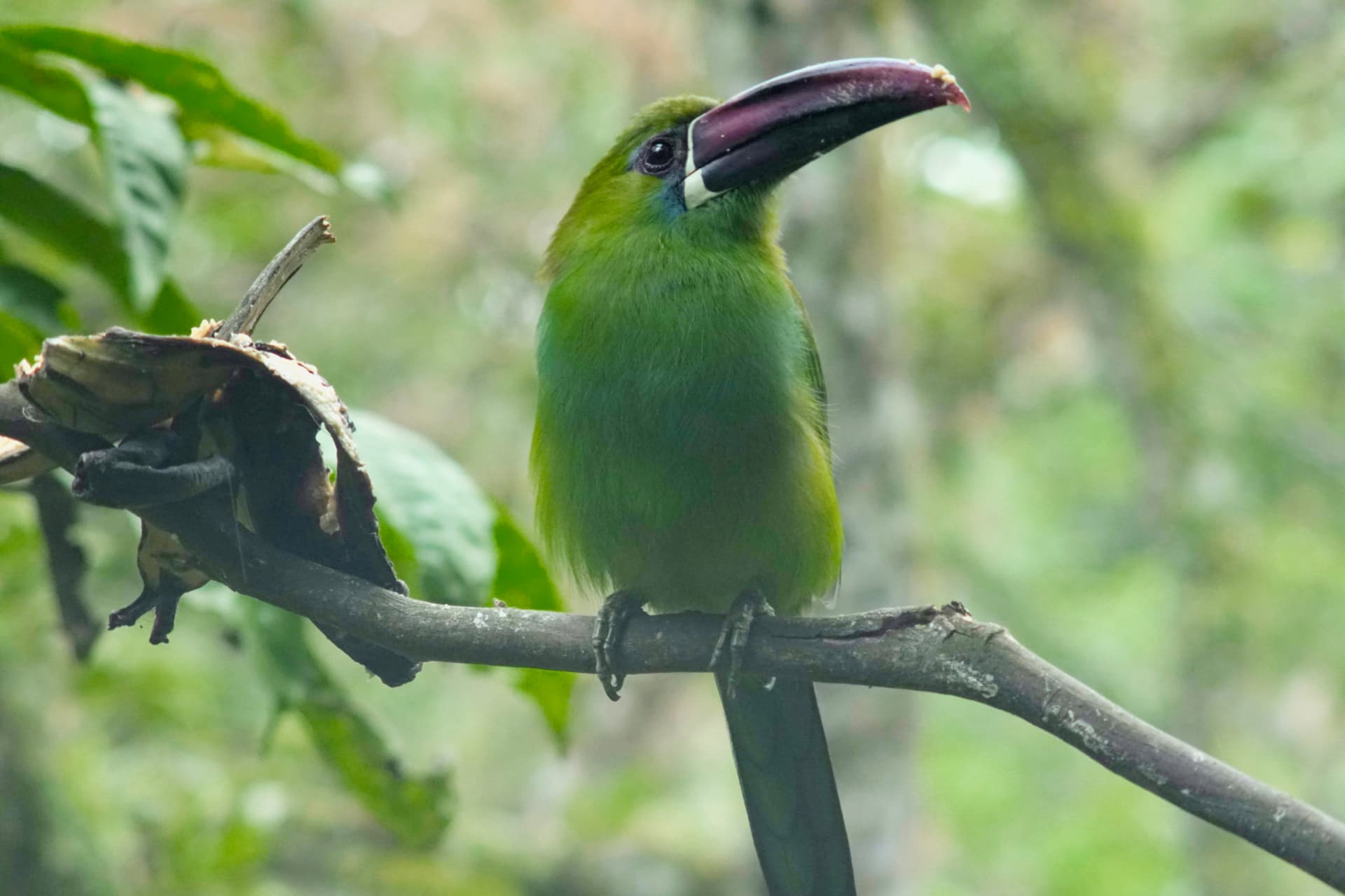  Avistamiento de aves