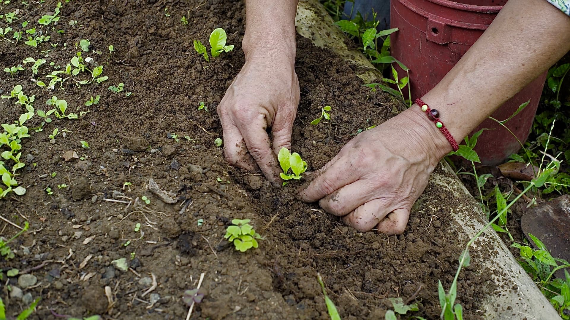 Cultivo orgánico