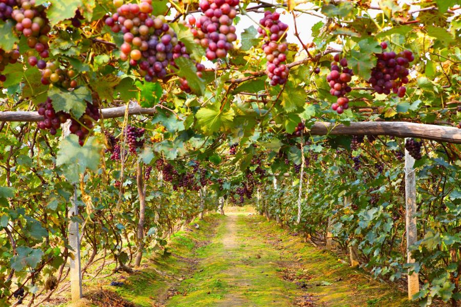 Viñedos de Tierra Paraíso