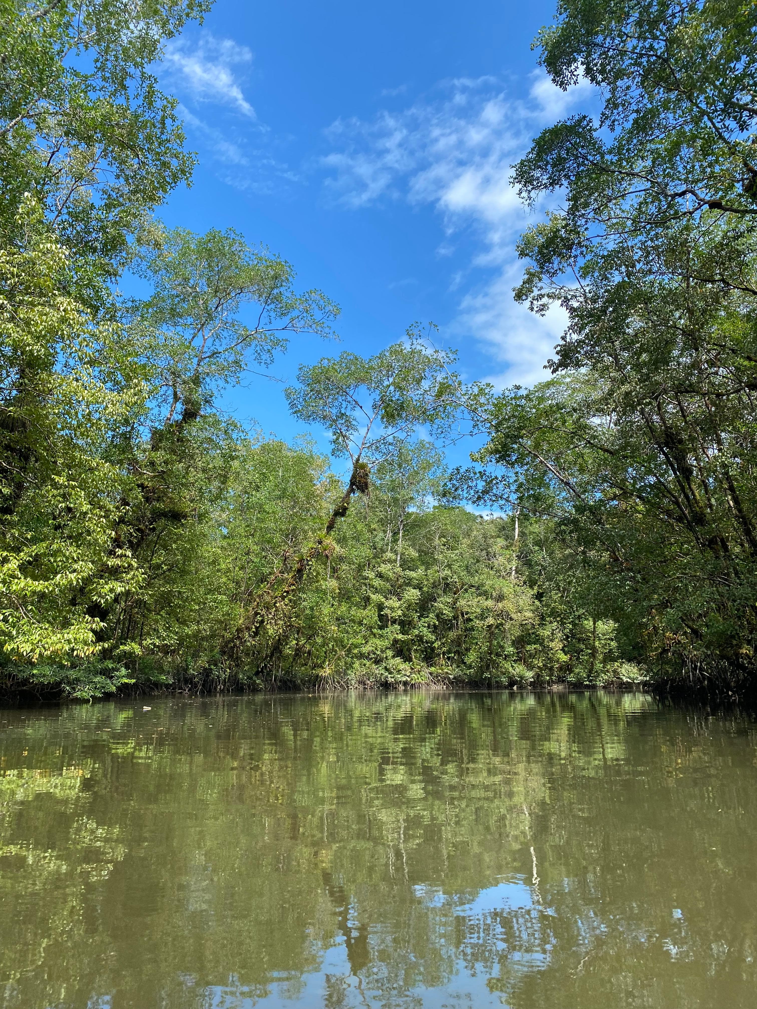 Manglar