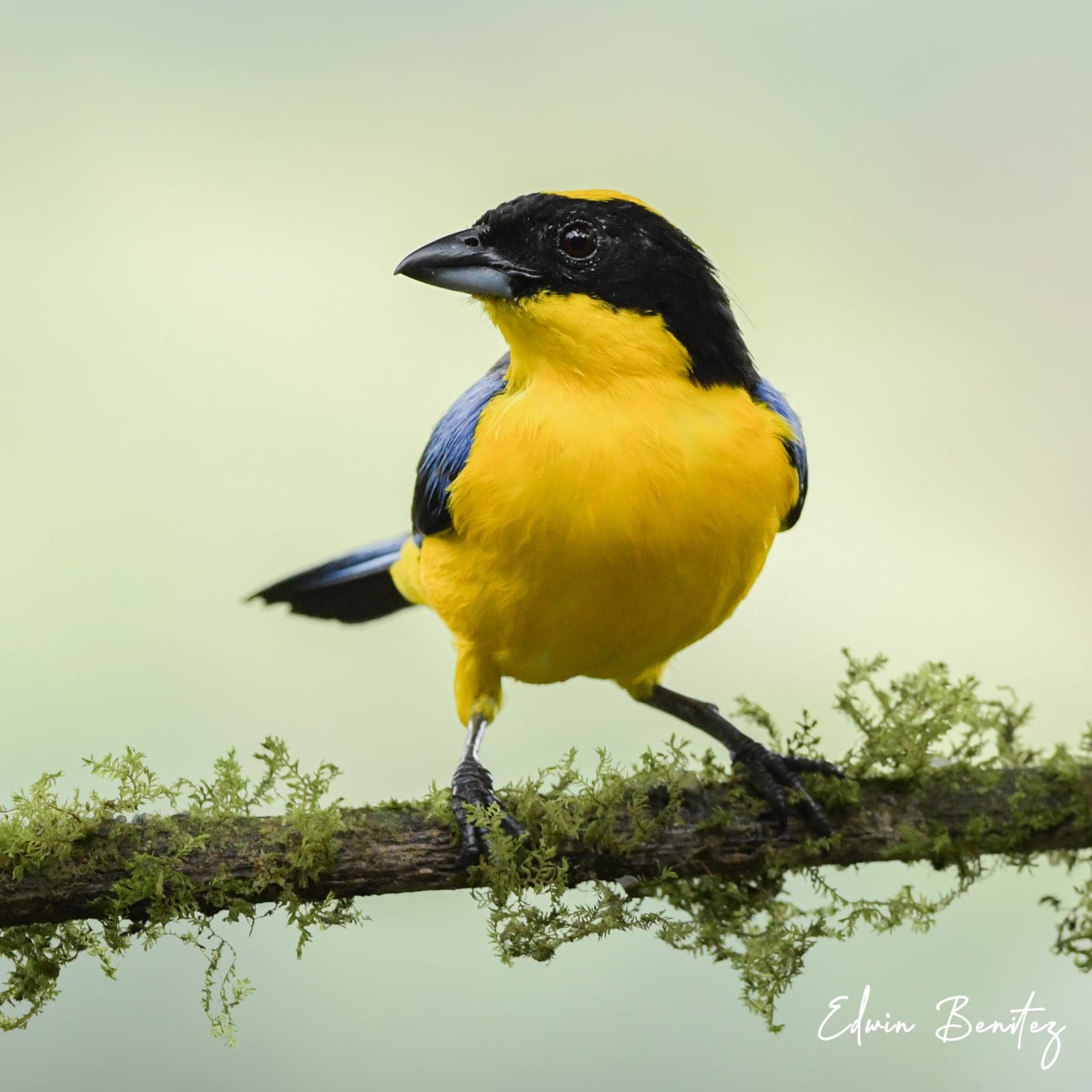 Santiago de Cali is one of the best places for an unforgettable birdwatching experience