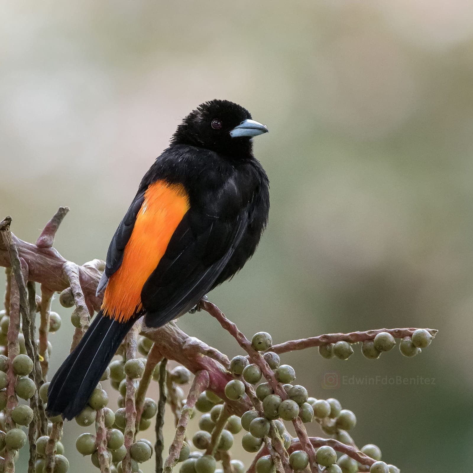 Santiago de Cali is one of the best places for an unforgettable birdwatching experience