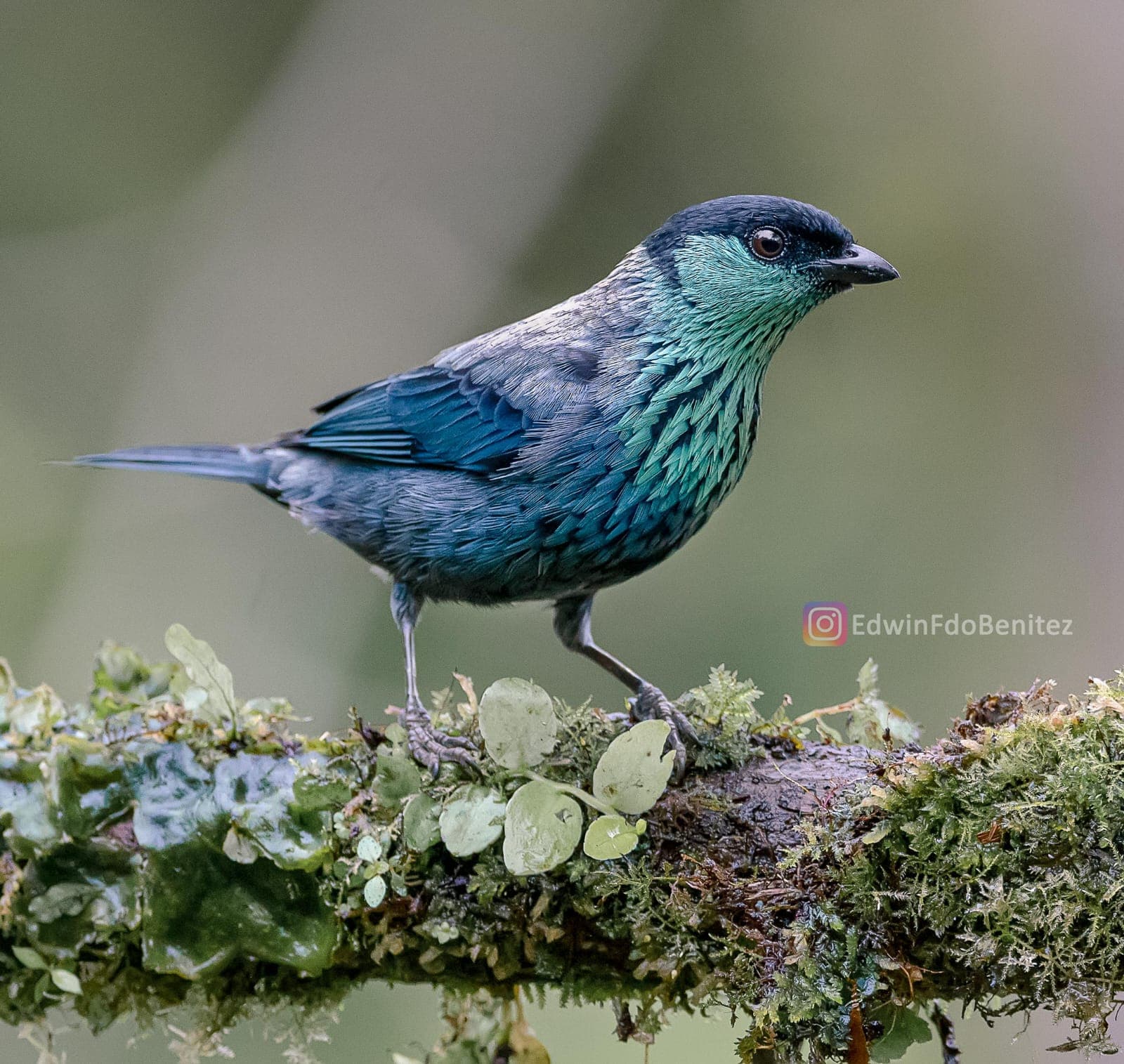 Santiago de Cali is one of the best places for an unforgettable birdwatching experience