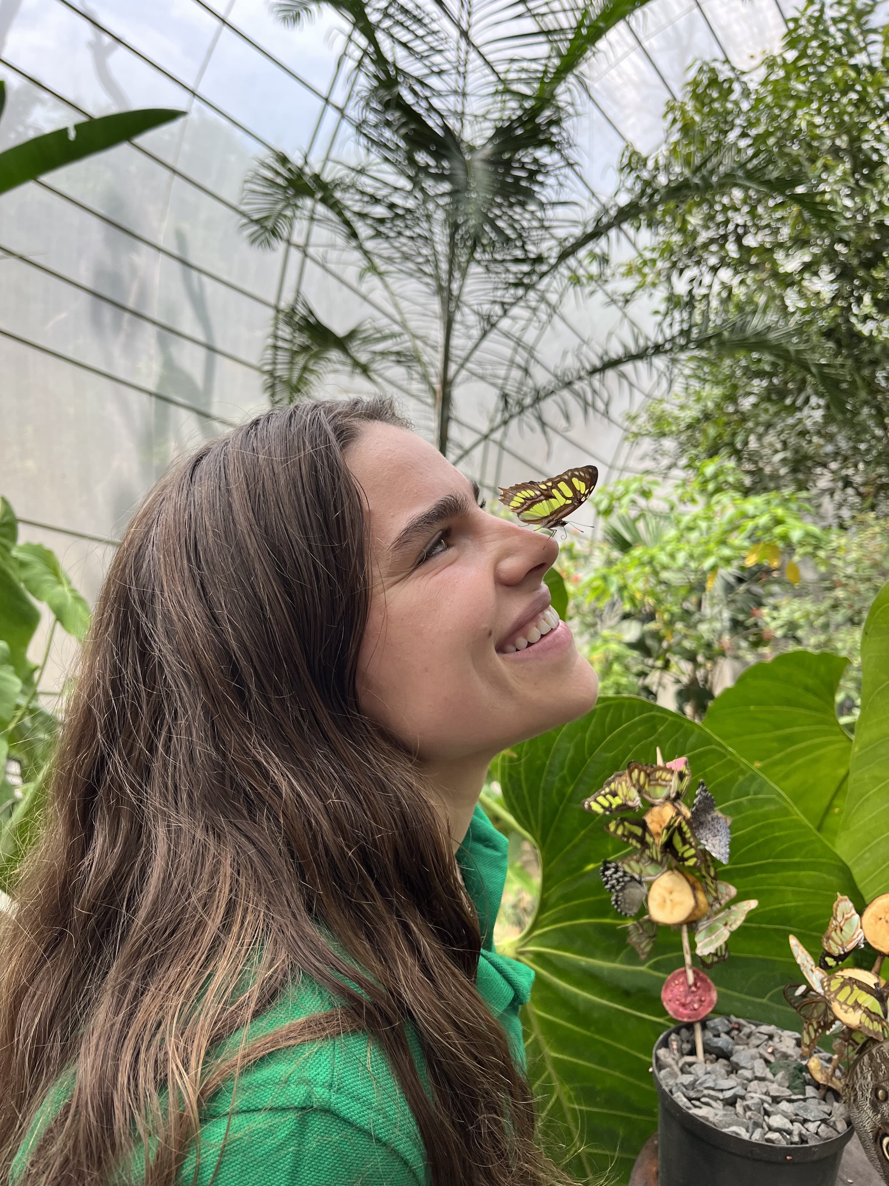 You will visit one of the most important butterfly farms in Colombia, observing closely the life cycle of butterflies and living a unique sensory experience of butterfly release