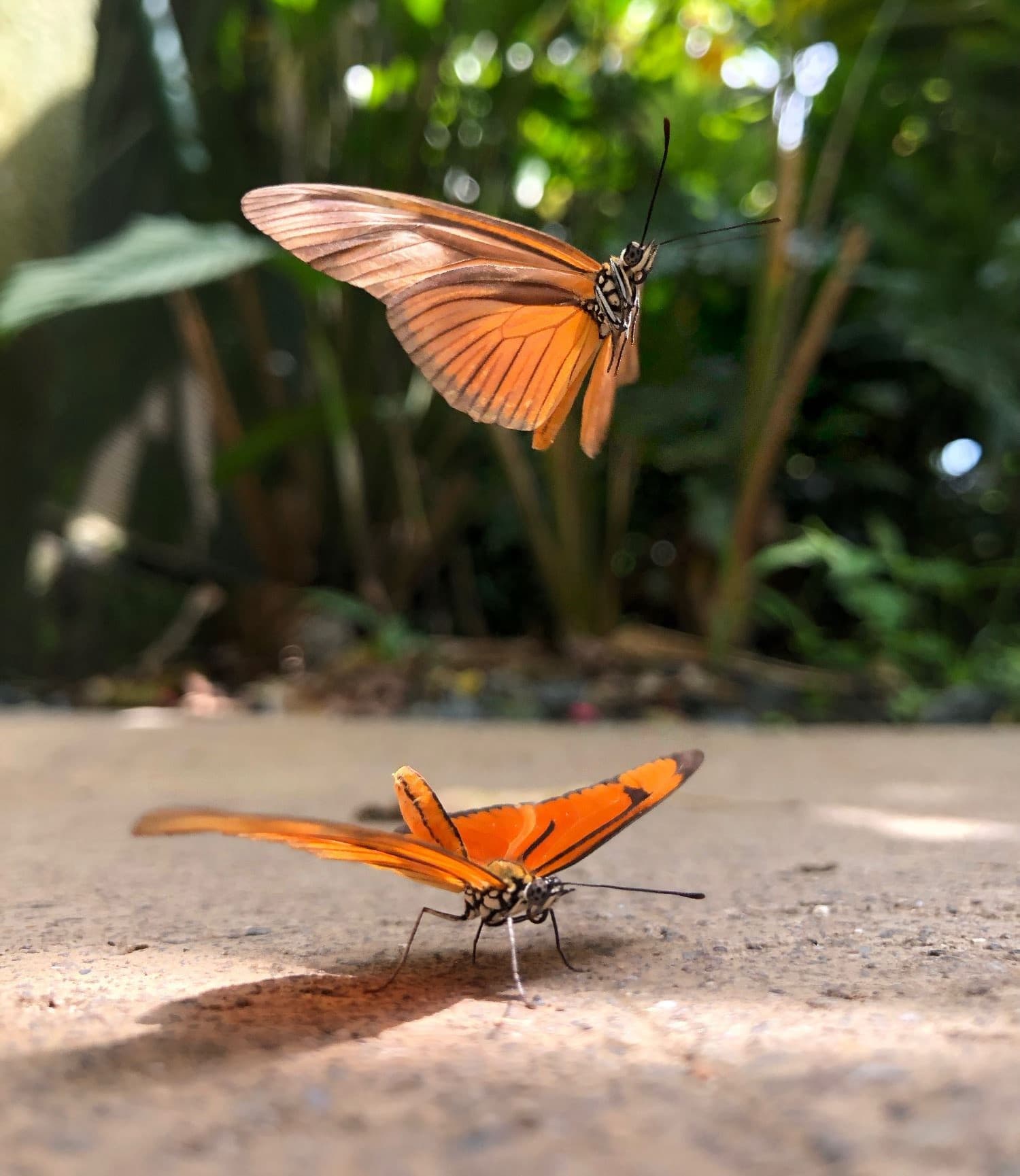 You will visit one of the most important butterfly farms in Colombia, observing closely the life cycle of butterflies and living a unique sensory experience of butterfly release