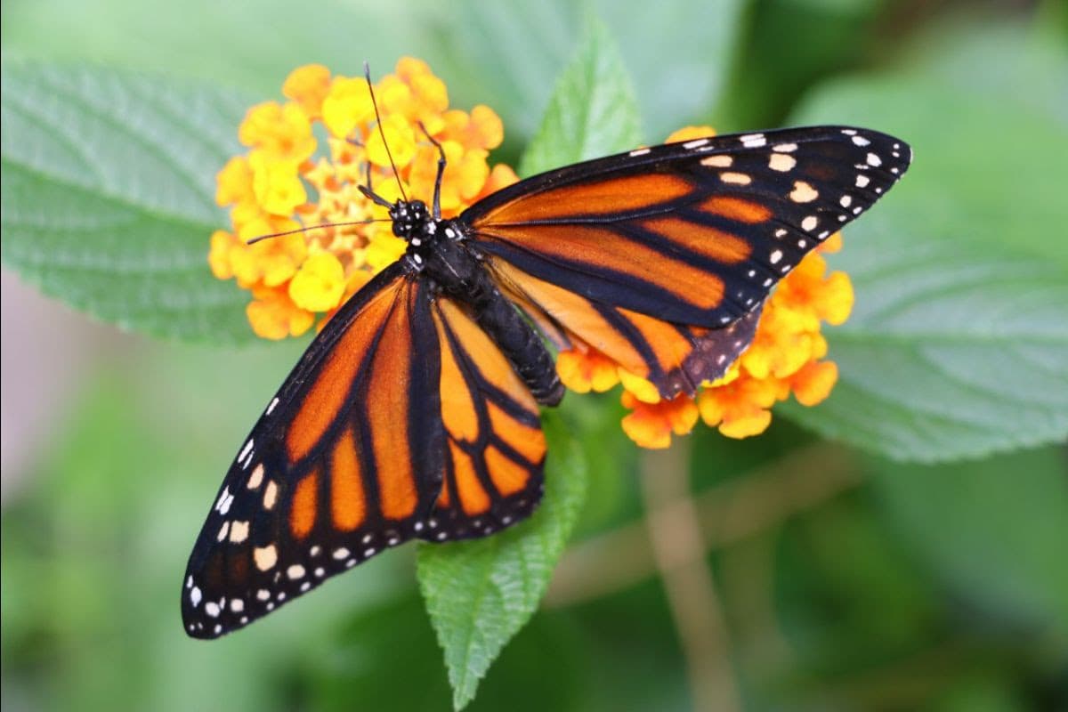 You will visit one of the most important butterfly farms in Colombia, observing closely the life cycle of butterflies and living a unique sensory experience of butterfly release