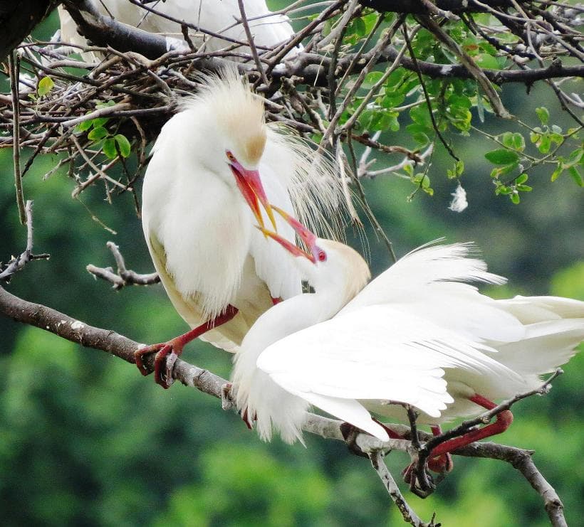 During this tour, you will be able to observe different species of birds and enjoy the rich biodiversity that makes this place unique